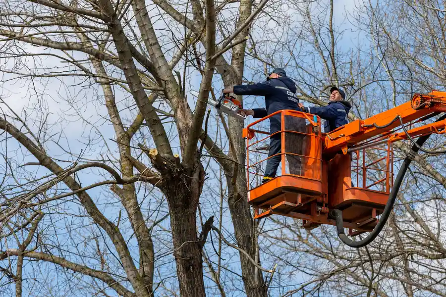 Expert Tree Removal Myakka City, FL Expert Tree Removal Myakka City, FL