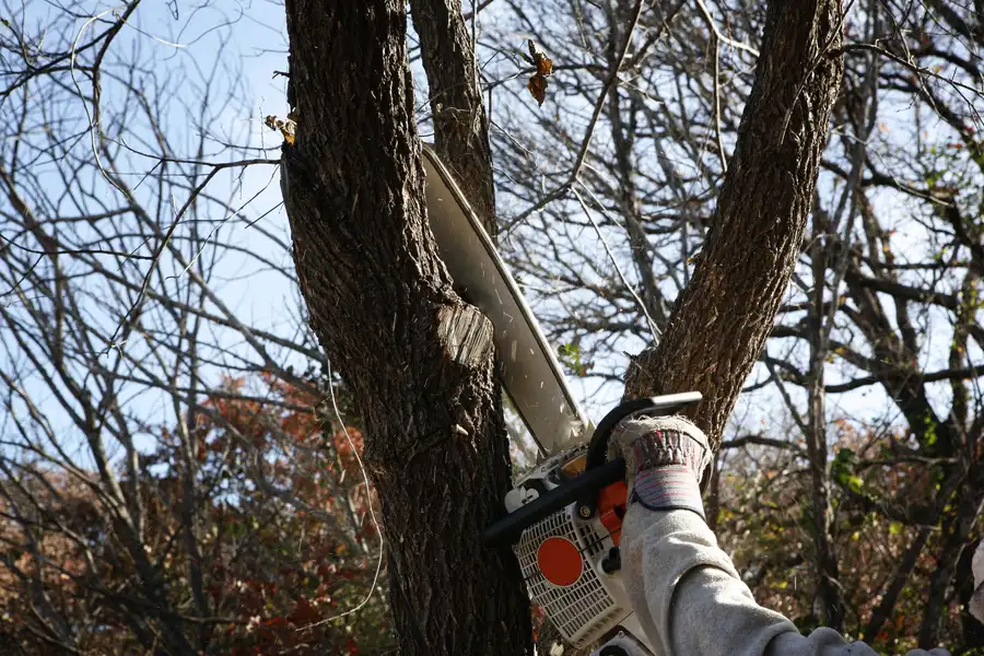 How Tree Removal Can Prevent Damage To Your Home Myakka City, FL How Tree Removal Can Prevent Damage To Your Home Myakka City, FL