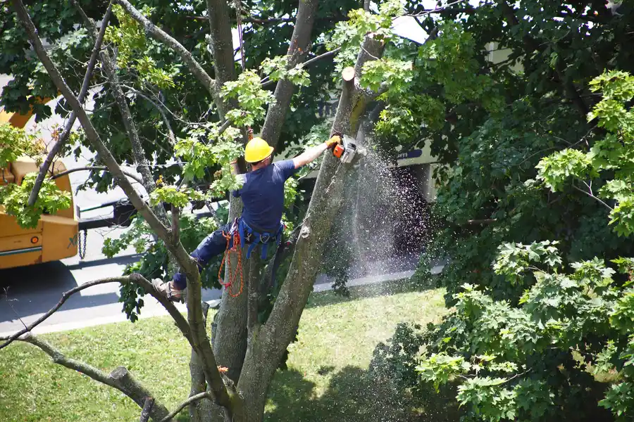 How Tree Removal Can Prevent Damage To Your Home in Myakka City, FL How Tree Removal Can Prevent Damage To Your Home in Myakka City, FL