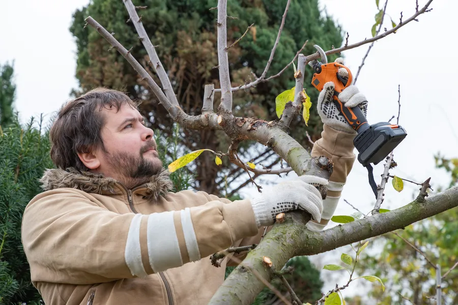 Premium Tree Pruning Myakka City, FL Premium Tree Pruning Myakka City, FL