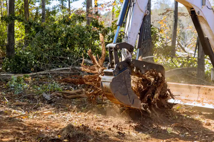 Reliable Stump Removal Myakka City, FL Reliable Stump Removal Myakka City, FL