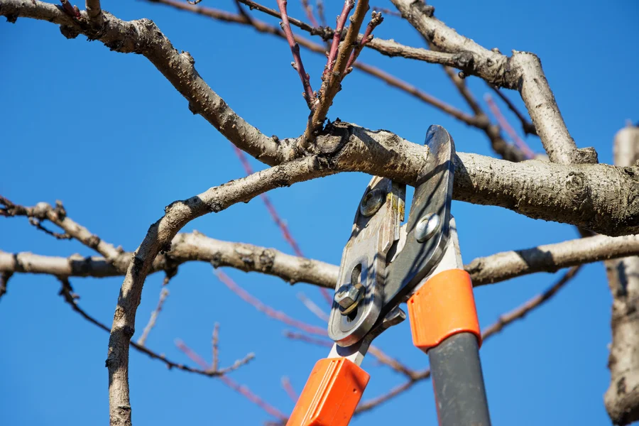 Tree Pruning And Its Impact On Property Aesthetics Myakka City, FL Tree Pruning And Its Impact On Property Aesthetics Myakka City, FL