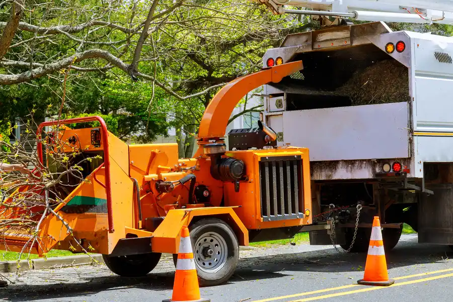 What To Expect During A Tree Removal Process Myakka City, FL What To Expect During A Tree Removal Process Myakka City, FL
