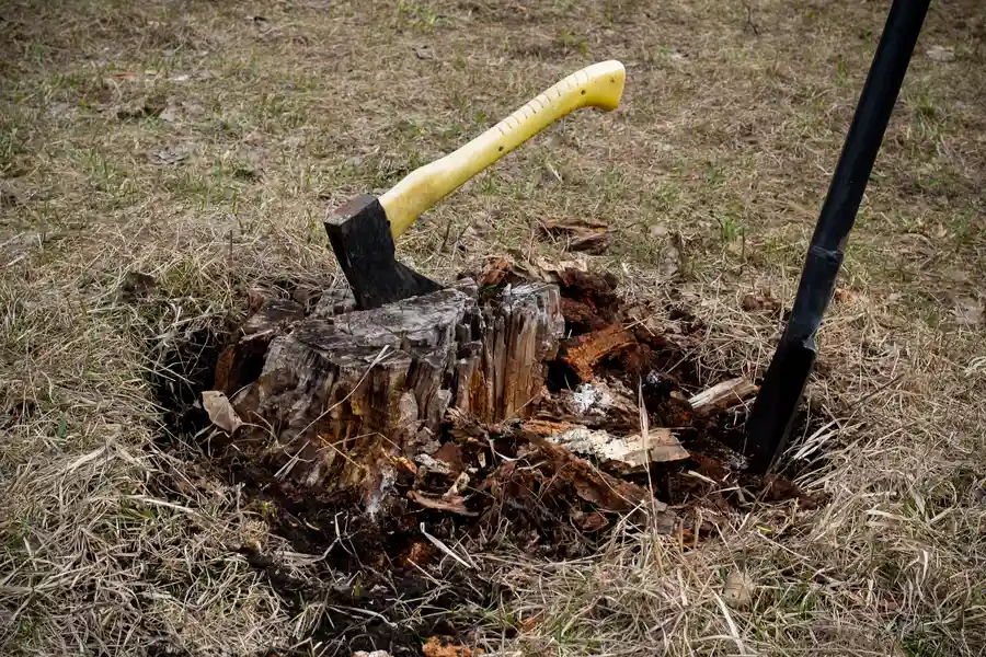 What To Know Before Scheduling A Stump Removal Service Myakka City, FL What To Know Before Scheduling A Stump Removal Service Myakka City, FL